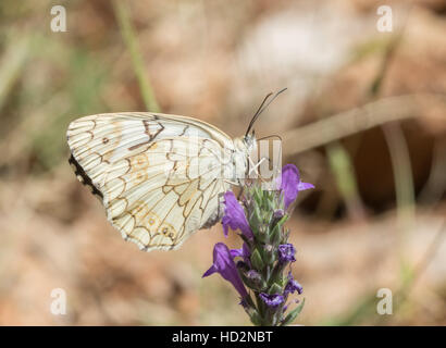 Balkan marbled white butterfly (Melanargia larissa en Grèce) Banque D'Images