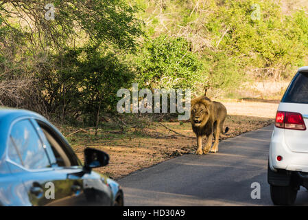 Observation Lion dans le Parc National Kruger Banque D'Images