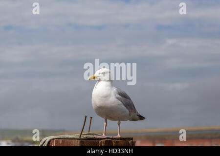 Mouette à Newhaven port, surpris de voir comment dompter les mouettes semblait être. Ils vous permettent d'obtenir de très près sans bouger. Banque D'Images