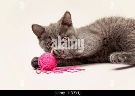 Chaton gris rose jouer avec. isolé de Clew Banque D'Images