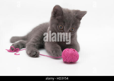 Chaton gris rose jouer avec. isolé de Clew Banque D'Images