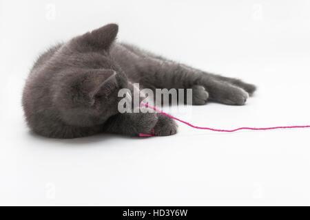 Chaton gris rose jouer avec. isolé de Clew Banque D'Images