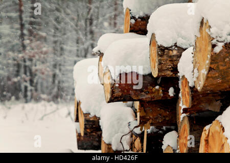Logs stacked sous la neige dans la forêt. Banque D'Images