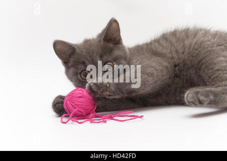 Chaton gris rose jouer avec. isolé de Clew Banque D'Images