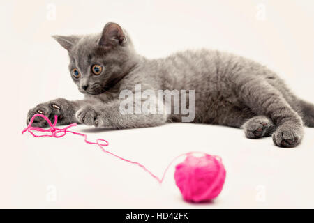 Chaton gris rose jouer avec. isolé de Clew Banque D'Images