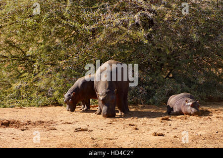 Hippopotame (Hippopotamus amphibius) dans Erindi Private Game Reserve en Namibie Banque D'Images