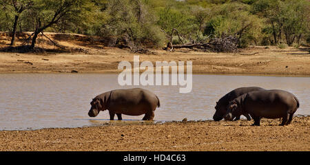 Hippopotame (Hippopotamus amphibius) dans Erindi Private Game Reserve en Namibie Banque D'Images