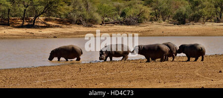 Hippopotame (Hippopotamus amphibius) dans Erindi Private Game Reserve en Namibie Banque D'Images