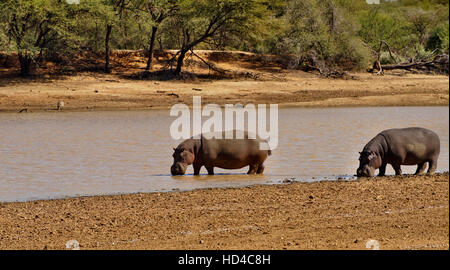 Hippopotame (Hippopotamus amphibius) dans Erindi Private Game Reserve en Namibie Banque D'Images