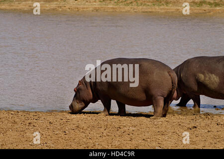 Hippopotame (Hippopotamus amphibius) dans Erindi Private Game Reserve en Namibie Banque D'Images