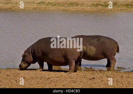 Hippopotame (Hippopotamus amphibius) dans Erindi Private Game Reserve en Namibie Banque D'Images