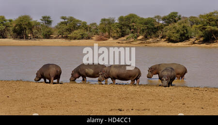 Hippopotame (Hippopotamus amphibius) dans Erindi Private Game Reserve en Namibie Banque D'Images