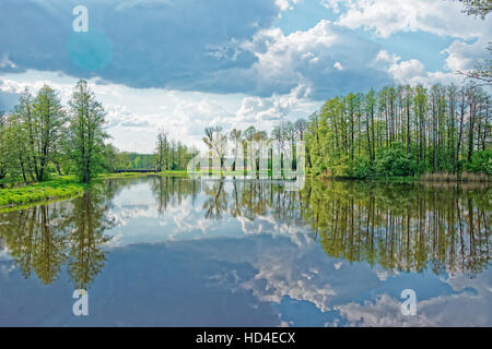 Arbres se reflétant dans un étang dans le parc national de Bialowieza en tant que partie de Belovezhskaya Pushcha Parc National en Pologne. Banque D'Images