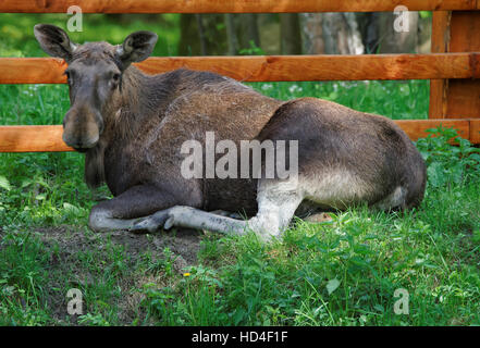 Wapiti dans Parc national de Bialowieza en tant que partie du parc national de Belovezhskaya Pushcha, Pologne. Banque D'Images