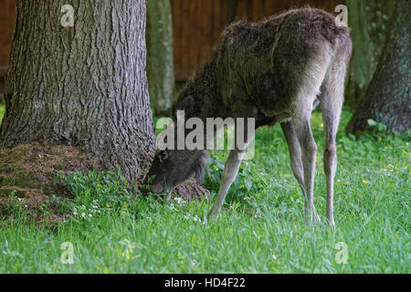 Wapiti dans Parc national de Bialowieza en tant que partie de Belovezhskaya Pushcha Parc national de Pologne. Banque D'Images