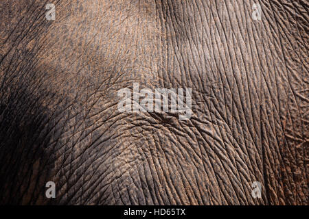 Éléphant d'Asie (Elephas maximus), la peau, l'Orphelinat Pinnawala Elephant, Province centrale, Pinnawala, Sri Lanka Banque D'Images