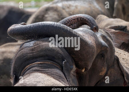 Les éléphants d'Asie (Elephas maximus), jeunes taureaux jouant, orphelinat Pinnawala Elephant, Province, Sri Lanka Banque D'Images