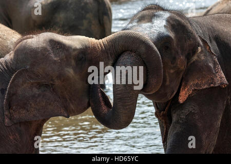 Les éléphants d'Asie (Elephas maximus), jeunes taureaux jouant, orphelinat Pinnawala Elephant, Province, Sri Lanka Banque D'Images