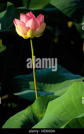 Lotus indien ou de l'eau sacré-lily (Nelumbo nucifera) Banque D'Images