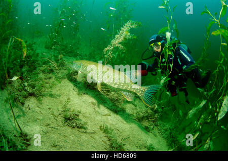 L'observation d'un plongeur autonome le grand brochet (Esox lucius), le lac Erlauf, Maria Zell, Styrie, Autriche, Europe Banque D'Images