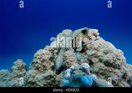 White-Spotted (poisson-globe Arothron hispidus), sur le corail en mer Rouge, Egypte, Afrique du Sud Banque D'Images