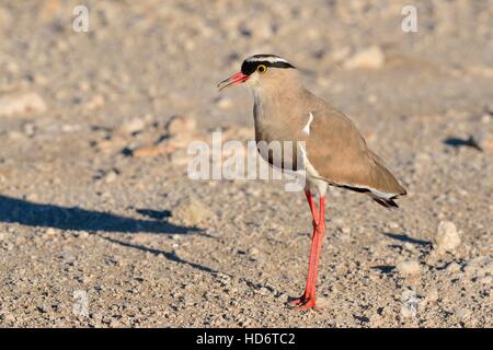 Couronné sociable (Vanellus coronatus), debout sur la route de gravier, Kgalagadi Transfrontier Park, Northern Cape, Afrique du Sud, l'Afrique Banque D'Images