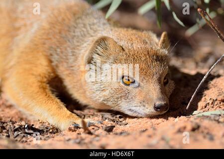 (Cynictis penicillata mangouste jaune), allongé au soleil, Kgalagadi Transfrontier Park, Northern Cape, Afrique du Sud, l'Afrique Banque D'Images