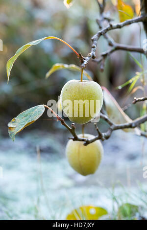 Malus domestica. Minarette Falstaff Apple sur un arbre dans le froid Banque D'Images