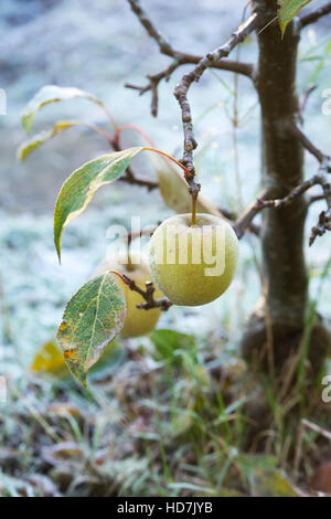 Malus domestica. Minarette Falstaff Apple sur un arbre dans le froid Banque D'Images