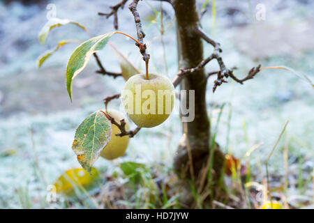 Malus domestica. Minarette Falstaff Apple sur un arbre dans le froid Banque D'Images