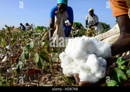 Le BURKINA FASO, le village de GOUMSIN près de SAPONE, l'agriculture biologique et du commerce équitable, la culture du coton à la récolte manuelle juste gehandelte Biobaumwolle / ferme, Frauen bei der manuellen Ernte Banque D'Images