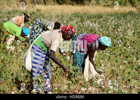 Le BURKINA FASO, le village de GOUMSIN près de SAPONE, l'agriculture biologique et du commerce équitable, la culture du coton à la récolte manuelle juste gehandelte Biobaumwolle / ferme, Frauen bei der manuellen Ernte Banque D'Images