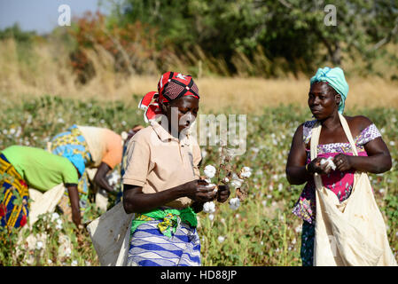 Le BURKINA FASO, le village de GOUMSIN près de SAPONE, l'agriculture biologique et du commerce équitable, la culture du coton à la récolte manuelle juste gehandelte Biobaumwolle / ferme, Frauen bei der manuellen Ernte Banque D'Images