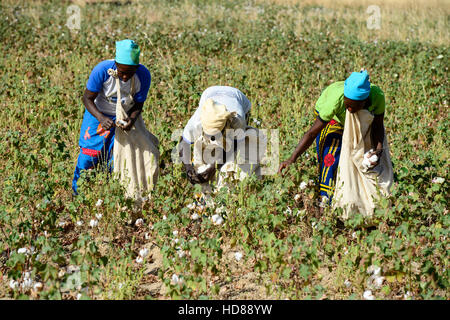 Le BURKINA FASO, le village de GOUMSIN près de SAPONE, l'agriculture biologique et du commerce équitable, la culture du coton à la récolte manuelle juste gehandelte Biobaumwolle / ferme, Frauen bei der manuellen Ernte Banque D'Images