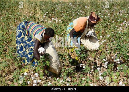 Le BURKINA FASO, le village de GOUMSIN près de SAPONE, l'agriculture biologique et du commerce équitable, la culture du coton à la récolte manuelle juste gehandelte Biobaumwolle / ferme, Frauen bei der manuellen Ernte Banque D'Images