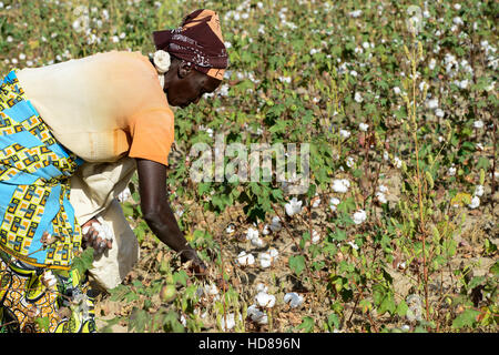 Le BURKINA FASO, le village de GOUMSIN près de SAPONE, l'agriculture biologique et du commerce équitable, la culture du coton à la récolte manuelle juste gehandelte Biobaumwolle / ferme, Frauen bei der manuellen Ernte Banque D'Images