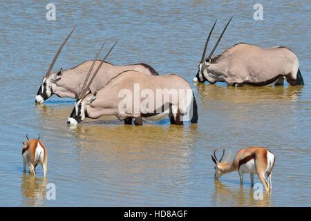 Oryx (Oryx gazella) et springboks (Antidorcas marsupialis), de l'alcool à un étang, Etosha National Park, Namibie, Afrique Banque D'Images