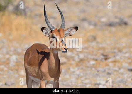 Black-faced Impala (Aepyceros melampus petersi), mâle adulte, sur le sol rocheux, Etosha National Park, Namibie, Afrique Banque D'Images
