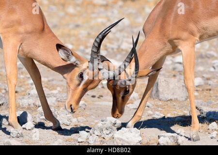 Les impalas à face noire (Aepyceros melampus petersi), deux hommes se battre, Etosha National Park, Namibie, Afrique Banque D'Images