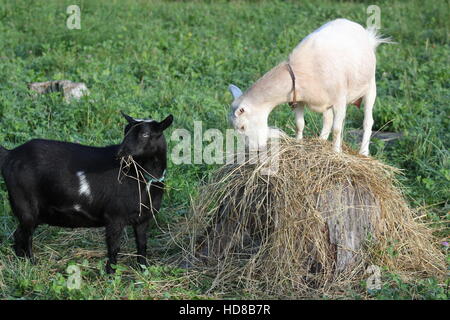 Deux chèvres naines nigérian faim manger du foin sur une ferme près de DeKalb Comté Spencerville, Indiana en 2016. Banque D'Images