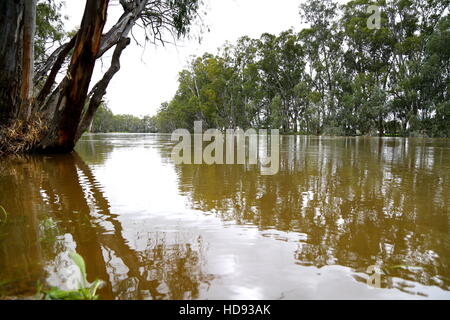 Murray River, avec redgums l'Australie Banque D'Images