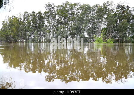 Murray River, avec redgums l'Australie Banque D'Images