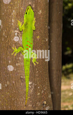 Gecko géant de Madagascar (Phelsuma madagascariensis jour grandis), Madagascar Banque D'Images