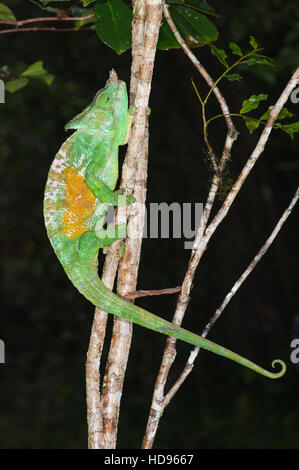 Parson's calumma parsonii (CAMÉLÉON), andasibe mantadia, parc national de Madagascar Banque D'Images