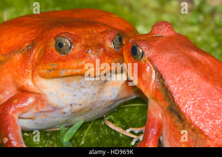 Couple de grenouilles ou crapaud rouge tomate de Madagascar (Dyscophus antongilii), Madagascar Banque D'Images