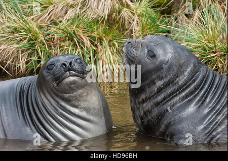 Deux jeunes éléphants de mer du sud (Mirounga leonina) jouant dans l'eau, Fortuna Bay, South Georgia Island Banque D'Images