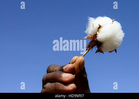 Le BURKINA FASO, le village de GOUMSIN près de SAPONE, l'agriculture biologique et du commerce équitable, la culture du coton à la récolte manuelle de la ferme productrice HÉLÈNE KABRE, stockage dans l'argile hut / fair gehandelte Biobaumwolle, Ernte bei Kleinbaeuerin TARNAGUEDA HÉLÈNE KABRE, ISSA von der UNPCB Banque D'Images