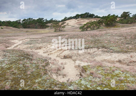 Pins sylvestres dans les dunes intérieures par Klein Schmölen près de l'Elbe, Parc Naturel de la vallée de l'Elbe à Mecklenburg, Allemagne Banque D'Images