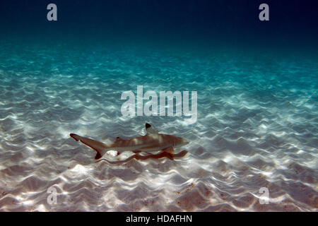 Blacktip Reef Shark nursery. Les jeunes requins de récif profitez de la sécurité de l'eau peu profonde qui fournit l'éclairage sensationnel. Banque D'Images