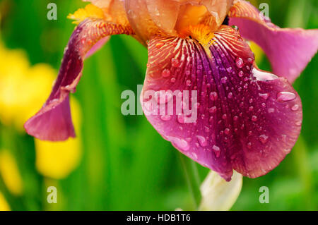 L'iris fleur dans le jardin, de l'iris pétales humides Banque D'Images